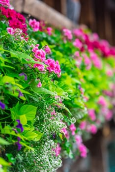 Flowers on The famous wooden Chapel Bridge (Kapellbrucke) in Lucerne city in Switzerland