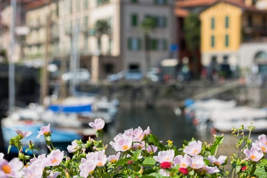Scenic view of an Italian village by the Como lake with beautiful flowers on the foreground