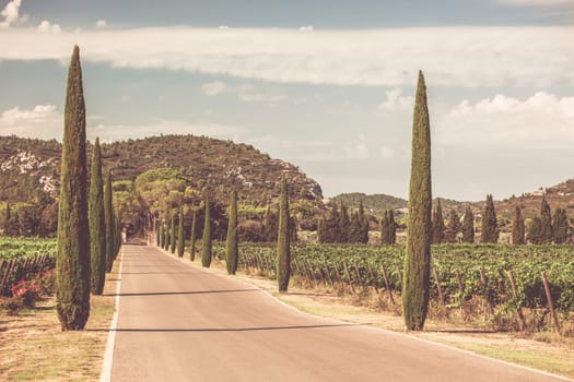 Cypresses alley through vineyards in Southern France