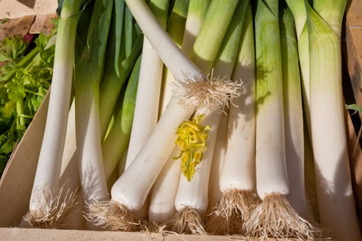 Fresh leeks in a rural farmers market. Horizontal shot
