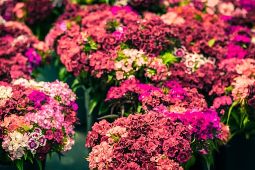 Beautiful carnation flowers selling at an european market