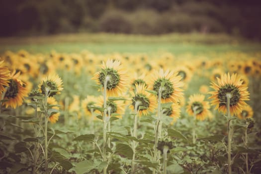 Sunflowers Field in the countryside. Horizontal shot