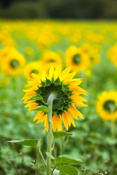 Sunflowers Field in the countryside. Vertical shot