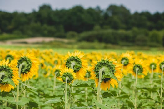 Sunflowers Field in the countryside. Horizontal shot