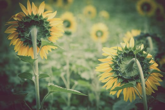 Sunflowers Field in the countryside. Horizontal shot