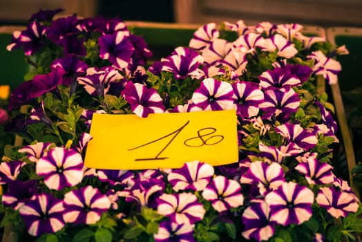 Bright petunia flowers seedlings selling outdoors. Horizontal shot
