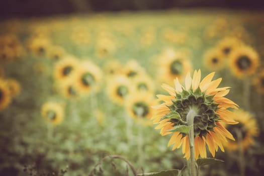 Sunflowers Field in the countryside. Horizontal shot