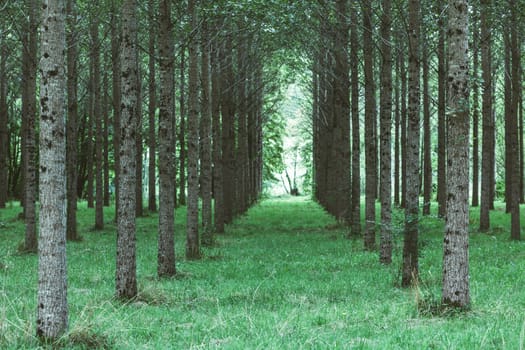 Trees planted in a row in the woods