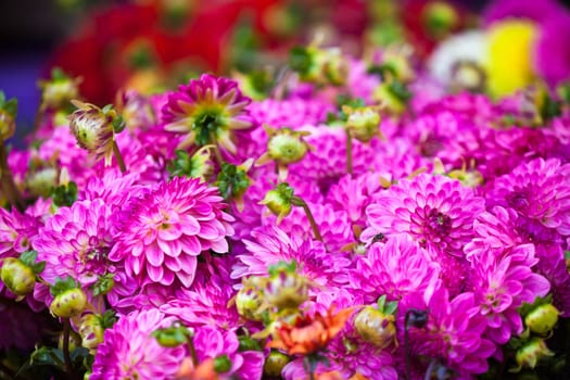 Beautiful pink dahlias flowers. Horizontal shot with selective focus
