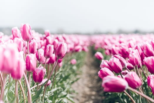 Pink tulips field in the Netherlands. Copy space