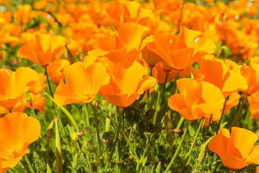 Orange poppies in a summer meadow on sunny day. Horizontal shot