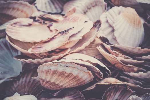 Heap of scallop shells as a background texture