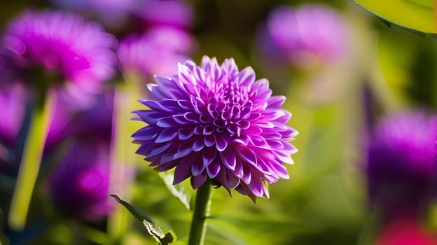 A stunning purple dahlia showcases its intricate petals in a lush garden under the warm glow of late afternoon sunlight, surrounded by soft green foliage that enhances its beauty.
