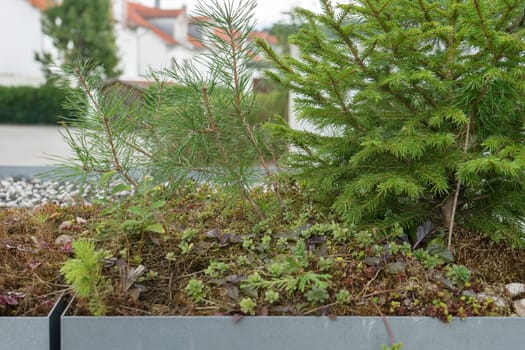 Green roof with sedum and young pine and fir plants