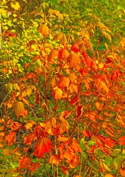 Colorful Leaves in the Autumn Forest on the Gunflint Trail in Minnesota