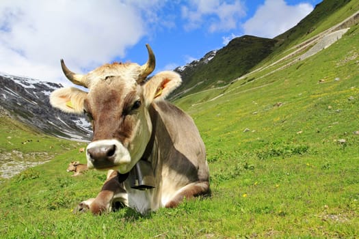 Pretty young Brown Swiss cattle with horns and bell in the high mountains