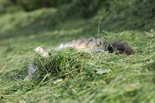A little cat has fun in the hay and rolls around in it