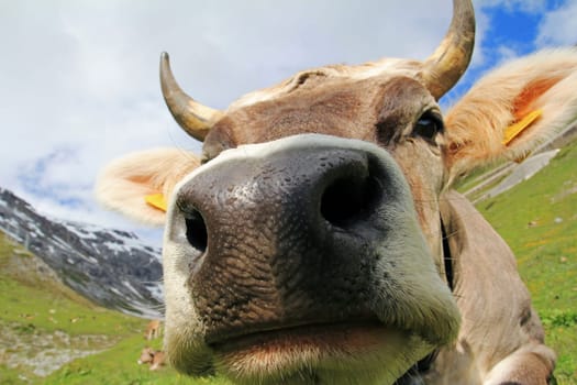 Wide-angle shot of a pretty young cow with horns and bell in the high mountains