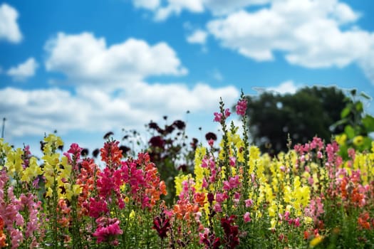 A field of flowers with a blue sky in the background. The flowers are a mix of pink, yellow, and purple