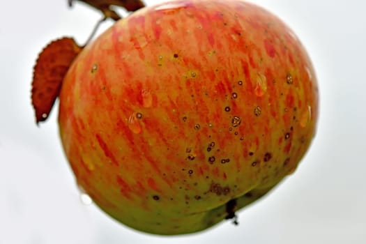 ripe apple with dew drops on a tree
