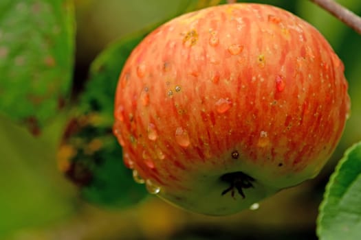 ripe apple with dew drops on a tree
