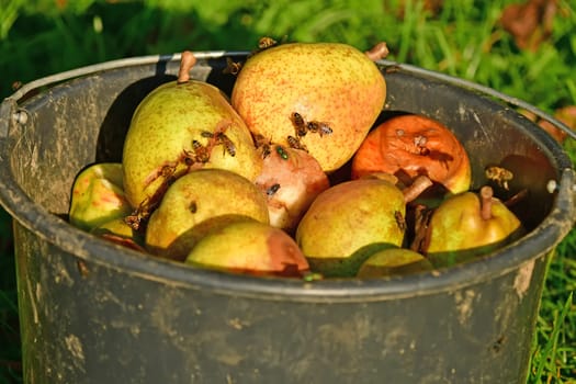 bees on rotten pears in a bucket