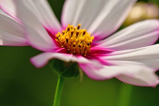 Cosmea, flower on a green, blurred background
