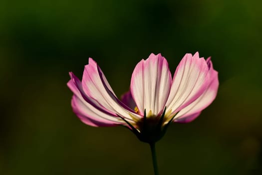 Cosmea flower on a black background in backlit