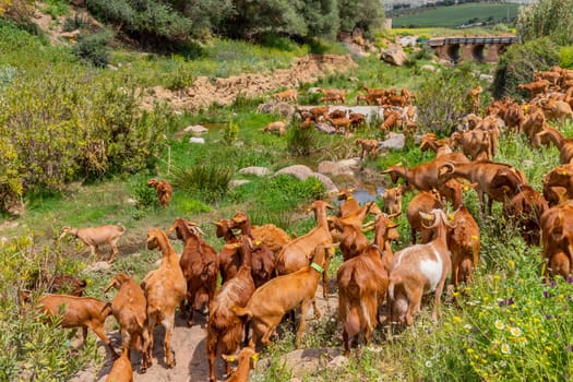 Granada, Spain: April 19, 2024: Goats in a farm in Andalucia, Granada, Spain