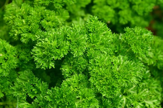 Parsley, closeup of the leaves in summer