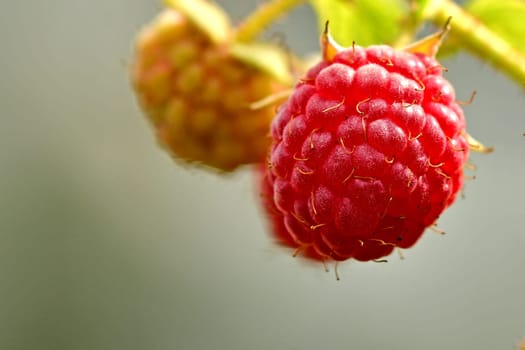 raspberry, macro of a ripe fruit