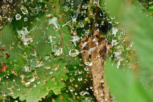 spider web with raindrops on a bush