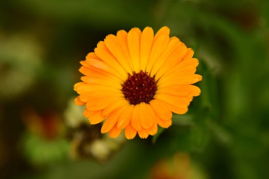marigold, medicinal herb with flower