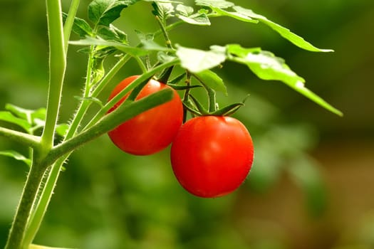 tomatoes, ripe fruits on a plant