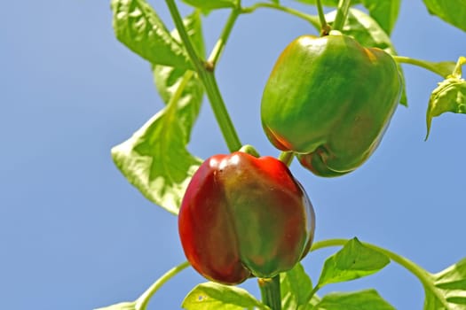 pepper, red and green on a plant