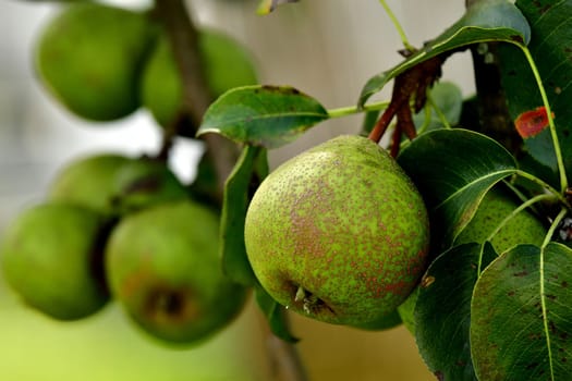 cider pear on a tree
