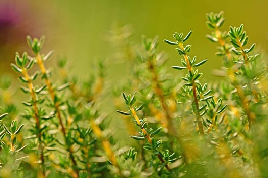 Thyme, herb in soft backlit
