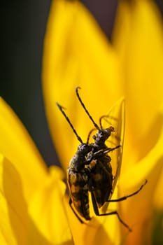 A four-banded narrow-legged beetle, Leptura quadrifasciata on a sunflower.