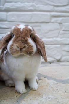A portrait or a close-up of a dwarf rabbit.
