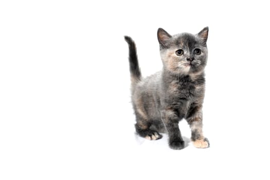 Fluffy grey kitten on a white isolated background. High quality photo