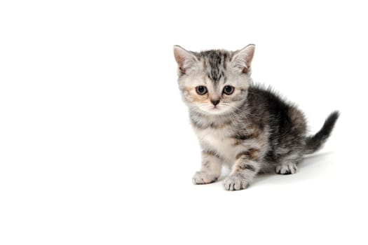 Fluffy purebred gray kitten on a white isolated background. High quality photo