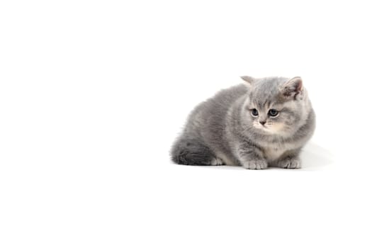 Fluffy purebred gray kitten on a white isolated background. High quality photo