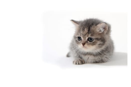 Fluffy purebred gray kitten on a white isolated background. High quality photo