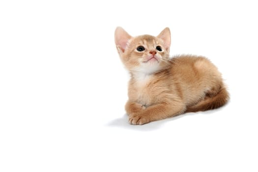 ginger purebred kitten sits on an isolated white background. High quality photo
