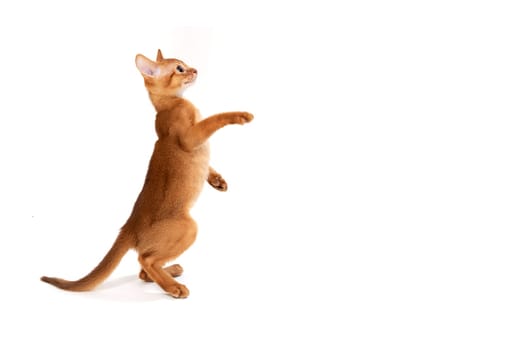 ginger purebred kitten sits on an isolated white background. High quality photo
