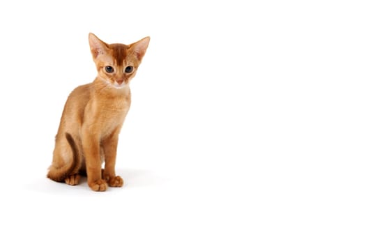 ginger purebred kitten sits on an isolated white background. High quality photo