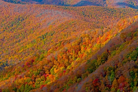 Autumn Colors Climbing up the Hillside on the Blue Ridge Parkway in North Carolina