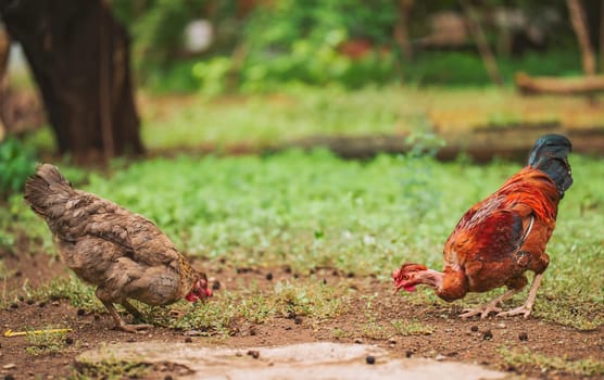 Portrait of farm hen and a rooster eating in the yard. Beautiful farm hen and a rooster eating in the grass