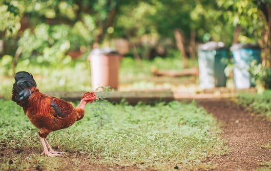 Portrait of farmer rooster eating in the yard. Beautiful farm rooster eating in the grass