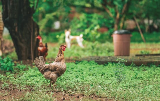 Portrait of a farmer hen eating in the yard. Close up of beautiful farm hen eating in the grass